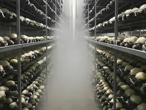 香糯爽滑，水水润润——秋燥时节必吃的食用农产品推荐