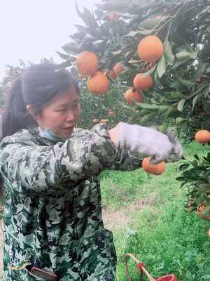 清江春柑 岩松坪的椪柑与耙耙柑——现摘现发的自然馈赠